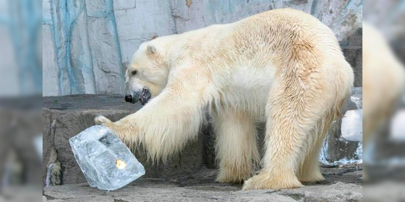 La-Osa-Polar-“Yupik”-Del-Zoo-De-Morelia