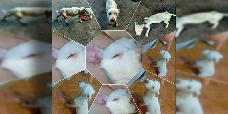 perrita-atropellada-#Denunciamesta-2