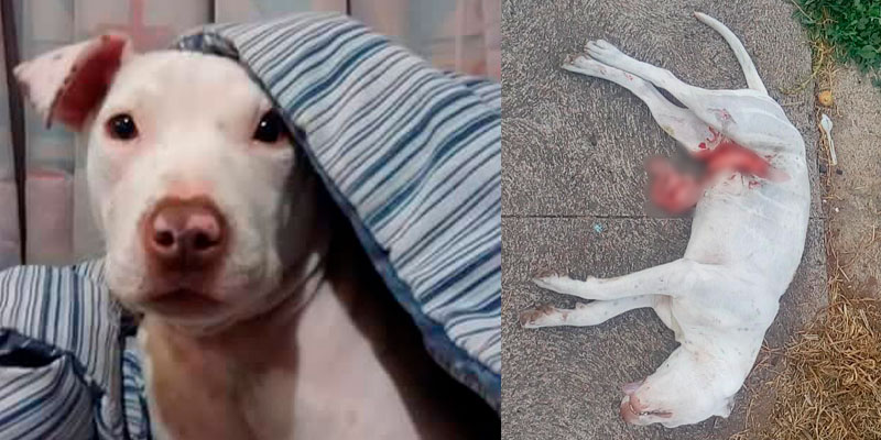 perrita-atropellada-#Denunciamesta
