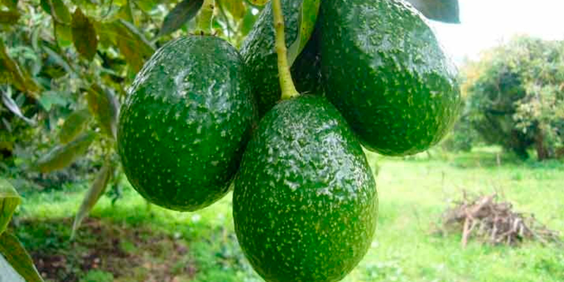 Corea-Quiere-Mezcal-Y-Aguacates-Michoacanos-2