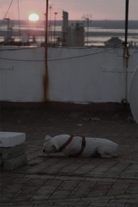 Perro-azotea