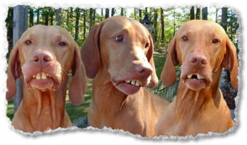 Dientes fuertes :D