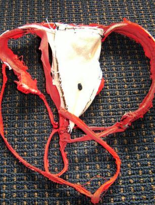 foca casi muere por tanga roja bebe foca casi muere asfixiado por tanga