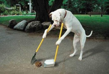 Hay que levantar la popis de sus mascotas Hay que levantar la popis de sus mascotas