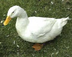 Pobre pato Pobre pato