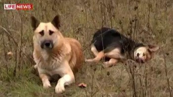 perro rusia cuida perra muerta