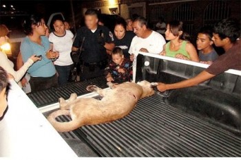 pumaok