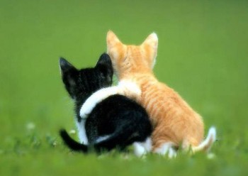 Gatitos felices :D