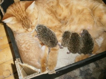 gata-jengibre-adopta-erizos-rusia