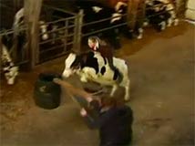 La vaca Fleur
