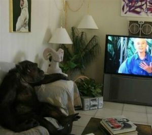 chimpance