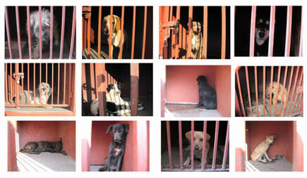 Algunos de los perros capturados esta tarde por la poli chilanga, según recopilación de Milenio