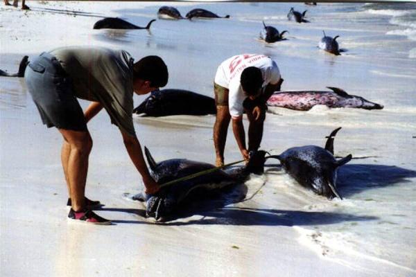 Mueren en las costas de Perú delfines, lobos marinos y pelícanos