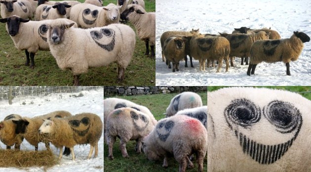 Pintan caras sonrientes en ovejas en Europa para publicidad de montaña rusa