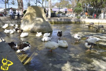 Limpian fuente del Bosque por rutina, no por pato muerto