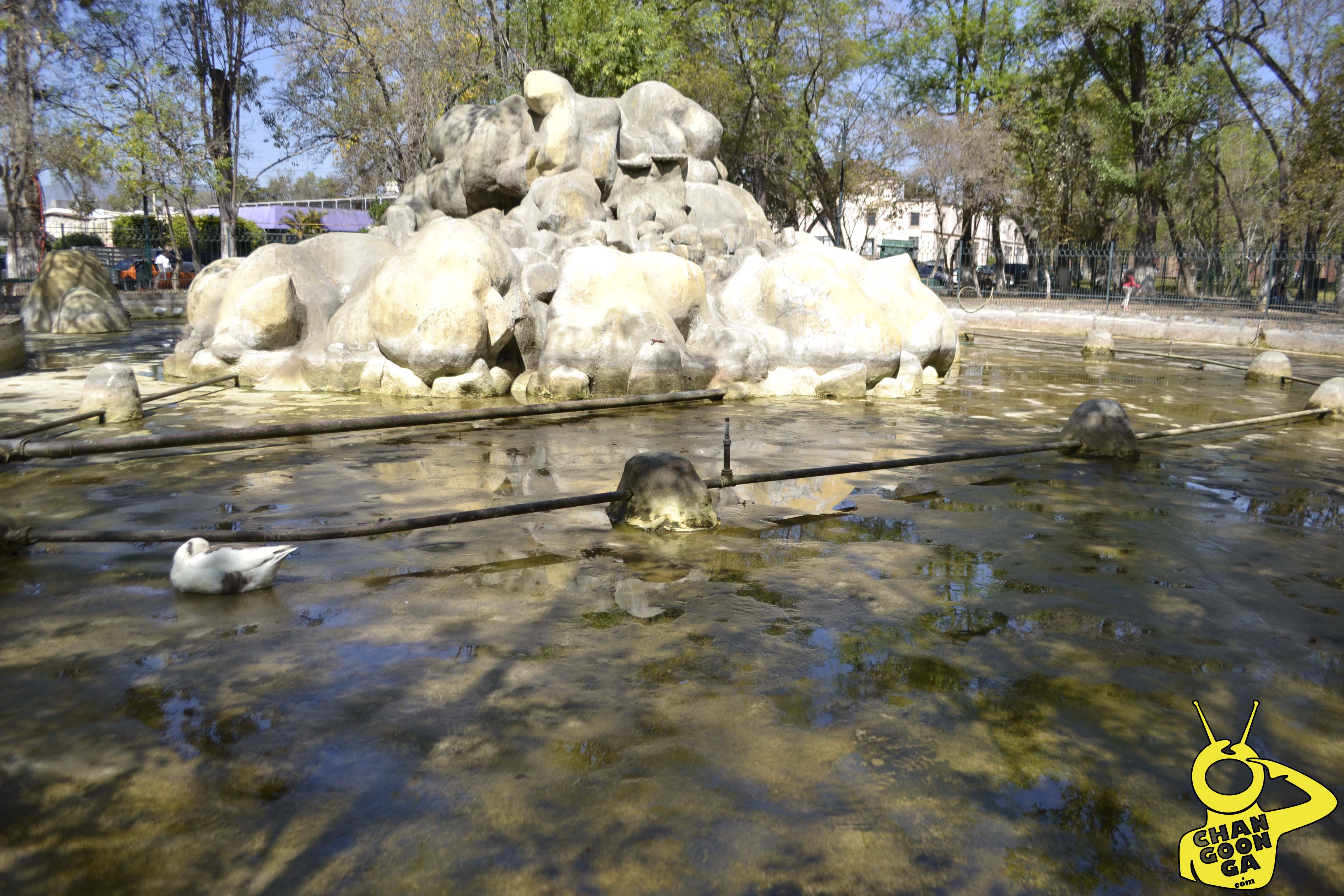 Limpian fuente del Bosque por rutina, no por pato muerto