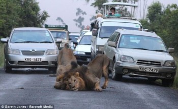 Leones