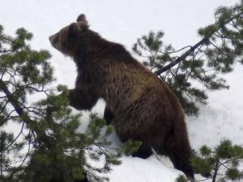 Matan a M13,  el último oso silvestre en Suiza