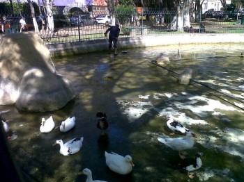 fuente de los patos