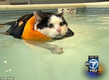 Gato gordo nada para perder peso