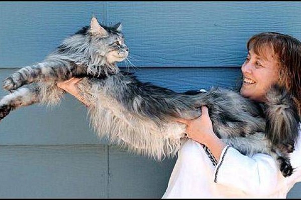 gato mas largo del mundo