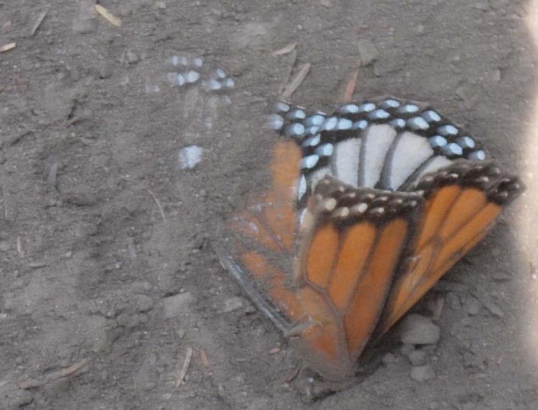 mariposa monarca abandonada polvo la buena