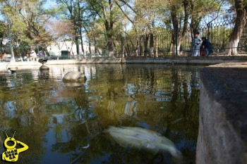 pato muerto 2 morelia bosque