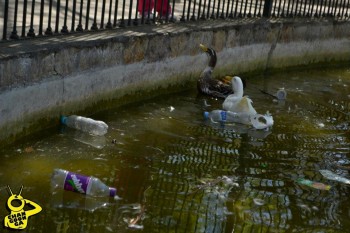 pato muerto bosque 3