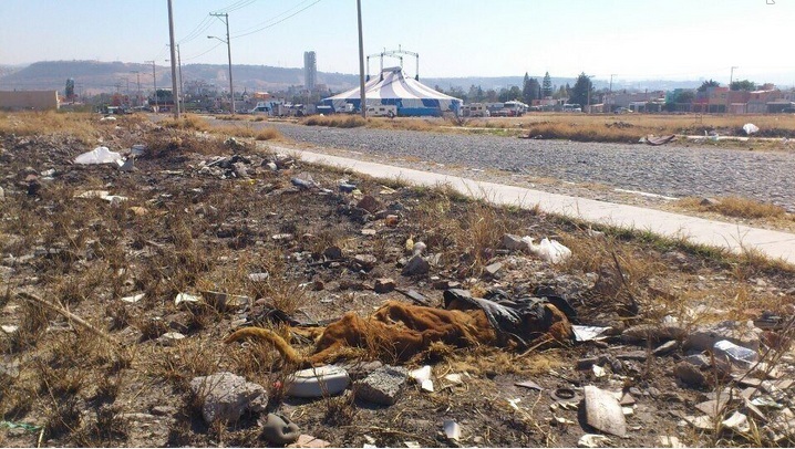 Querétaro: circula en redes sociales cadáver de león a un costado del Circo Atayde Hnos.