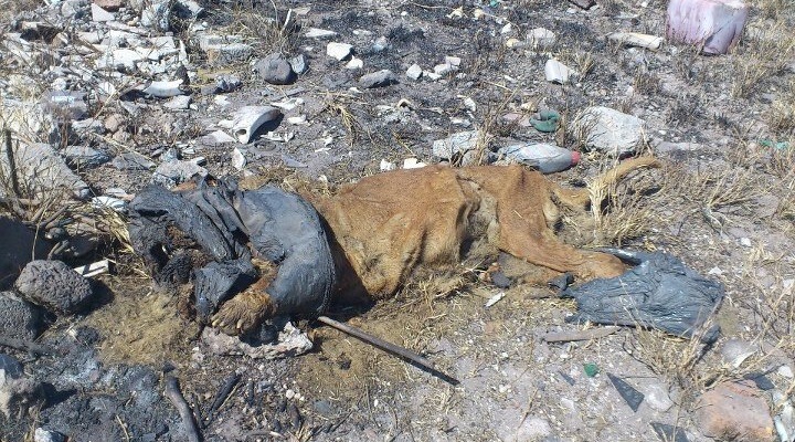 Querétaro: circula en redes sociales cadáver de león a un costado del Circo Atayde Hnos.