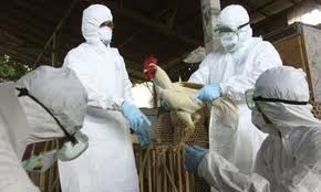 Michoacán: aplican 500 mil vacunas contra gripe aviar en dos granjas