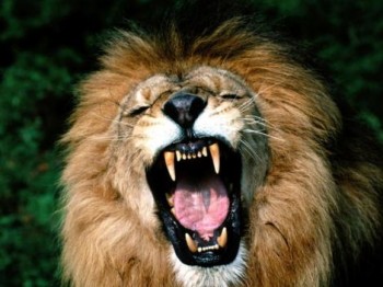 leon selva rugido