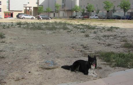 perros