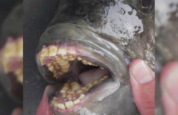 Encuentran pez con dientes parecidos al de los humanos