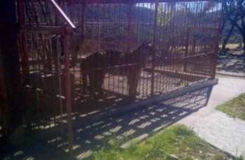 Jalisco: aseguran en narcolaboratorio a tigres de bengala y venados