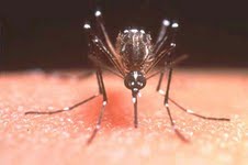 Dengue, estable en Michoacán
