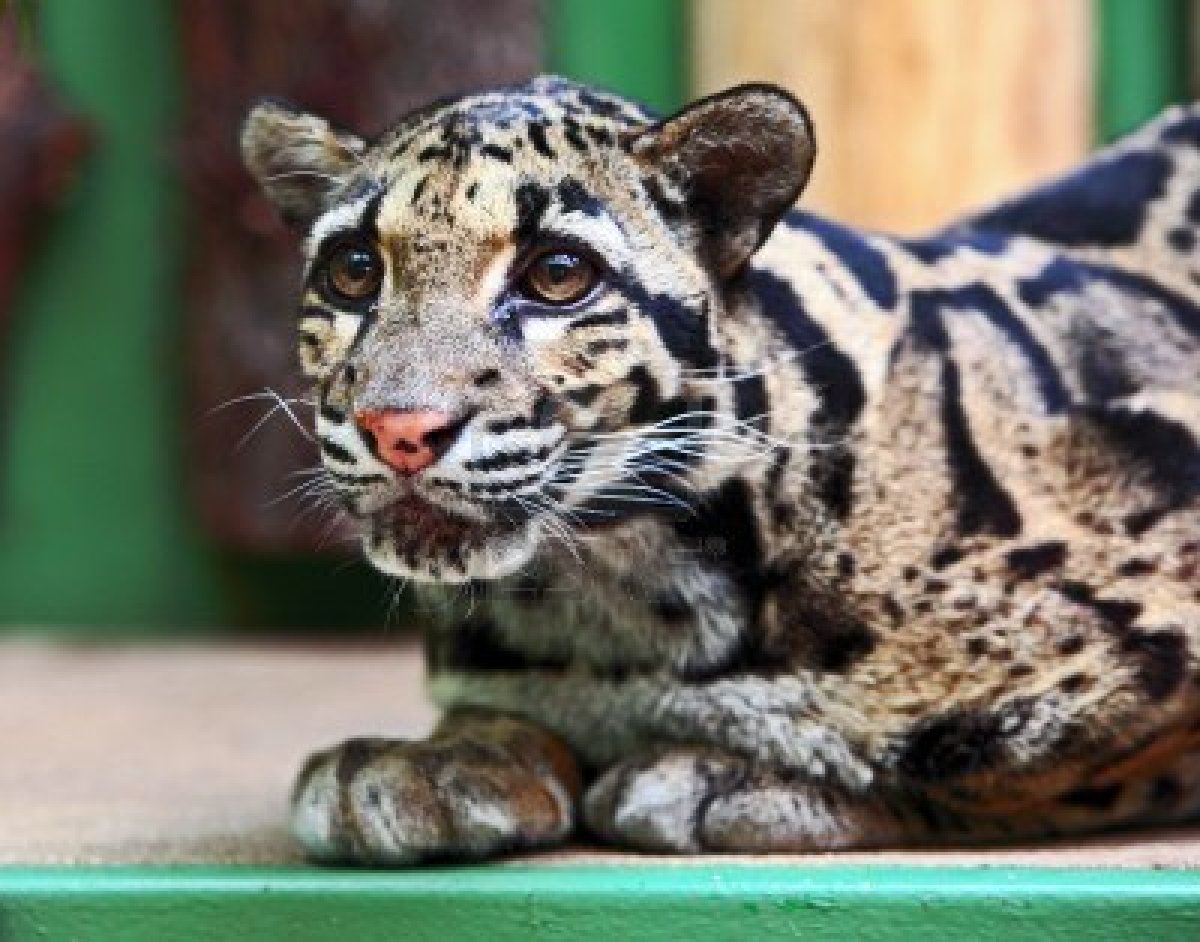 Reportan extinto al leopardo ‘nublado’