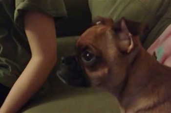 perro llora rey león