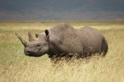 rinoceronte-negro-occidental