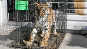 tigre1