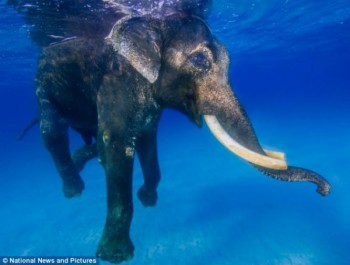 Elefante Rajan