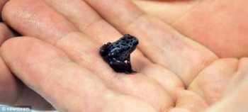Mano con rana azul