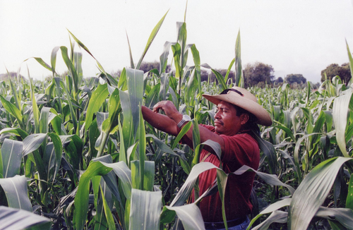 Michoacán Sedru