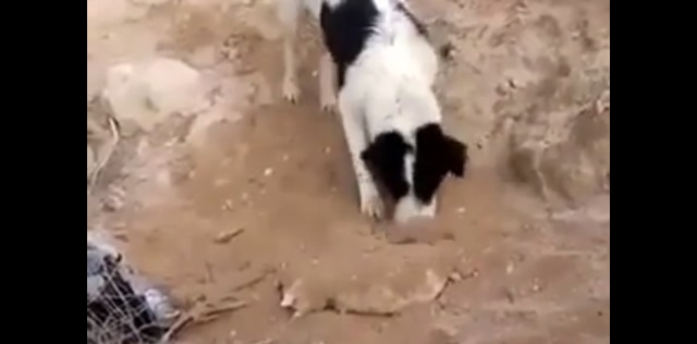 Perro sepulta a cachorro
