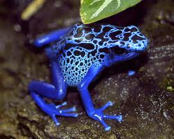 Rana azul