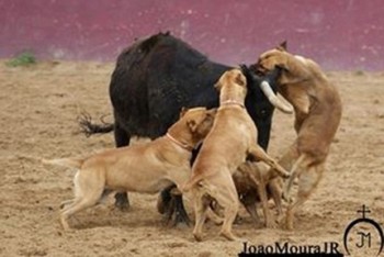toro vs perros de pelea torero 2