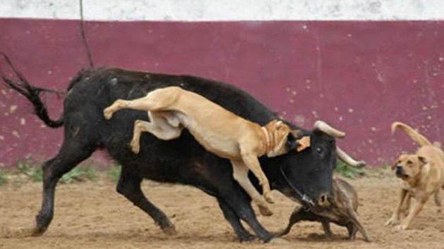 toro vs perros de pelea torero