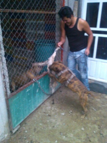 asesino de gatos Facebook