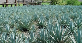 Agave