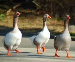 Gansos